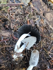 Lanatulae