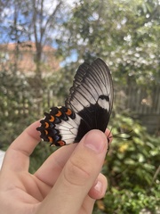 Papilio aegeus aegeus