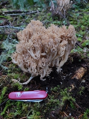 Ramaria acrisiccescens