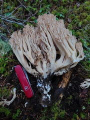 Ramaria acrisiccescens