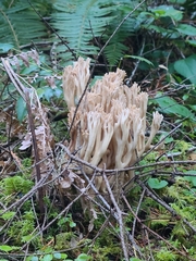 Ramaria acrisiccescens