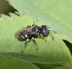 Oxybelus uniglumis