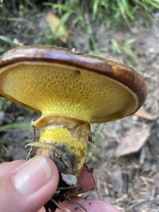 Suillus caerulescens
