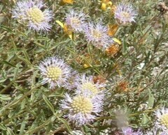 Monardella odoratissima