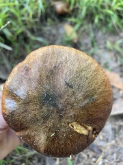Suillus caerulescens