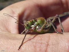 Hemihetrodes bachmanni