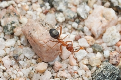Endiodioctes