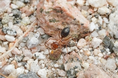 Endiodioctes