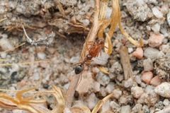 Endiodioctes