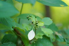 Mussaenda parviflora