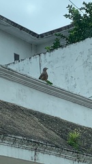 Rupornis magnirostris