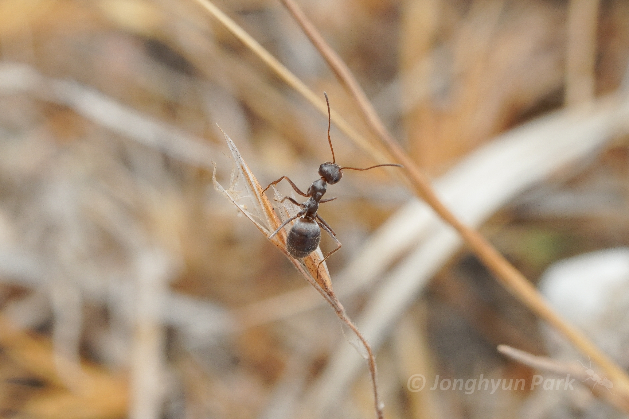 Myrmecocystus colei