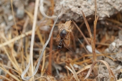Myrmecocystus colei