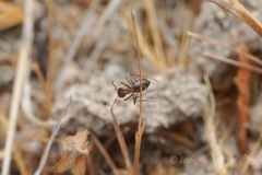 Myrmecocystus colei