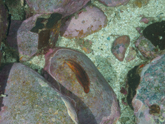 Halichoeres biocellatus