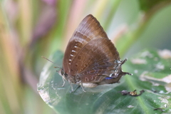 Arhopala madytus