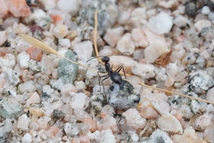Myrmecocystus colei