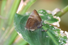 Arhopala madytus