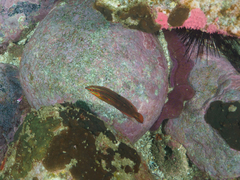 Halichoeres biocellatus