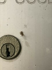 Araneae