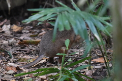 Thylogale stigmatica