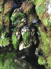 Pollicipes polymerus