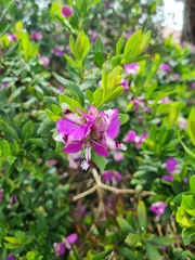 Polygala myrtifolia