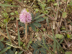 Mimosa microphylla