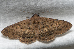 Eudesmeola lawsoni