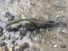Pylodictis olivaris
