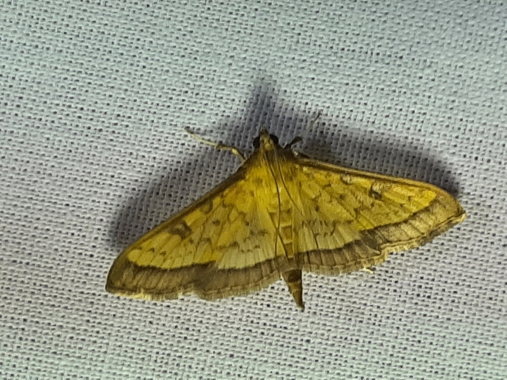 Diacme oriolalis