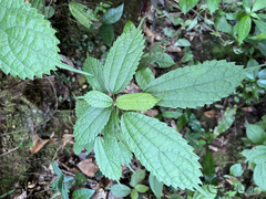 Oreocnide frutescens