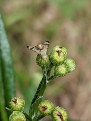 Sphenella ruficeps