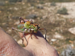 Hemihetrodes bachmanni