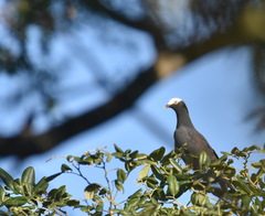 Patagioenas leucocephala