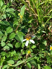 Apis mellifera