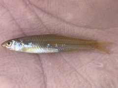 Notropis longirostris