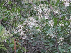 Bauhinia pringlei