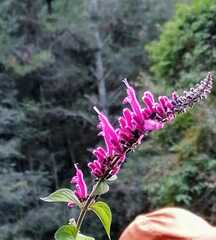Salvia iodantha