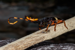 Trachyderes succinctus