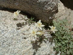 Aquilegia pubescens