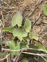 Centella cordifolia
