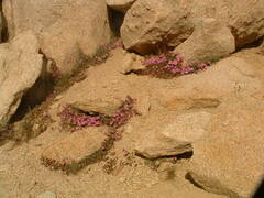 Epilobium obcordatum