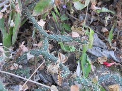 Opuntia pubescens