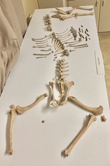 Odocoileus hemionus sitkensis