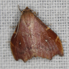 Heterorta plutonis