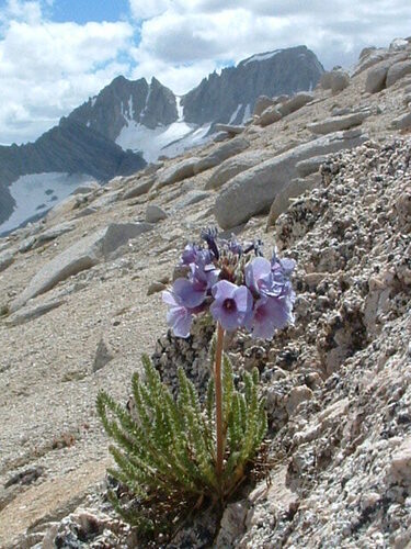 Skypilot (Polemonium eximium)
