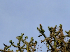 Austrocylindropuntia subulata