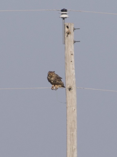 Great Horned Owl photographed in Oklahoma