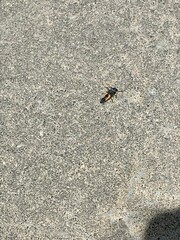 Harmonia axyridis